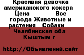 Красивая девочка американского кокера › Цена ­ 35 000 - Все города Животные и растения » Собаки   . Челябинская обл.,Кыштым г.